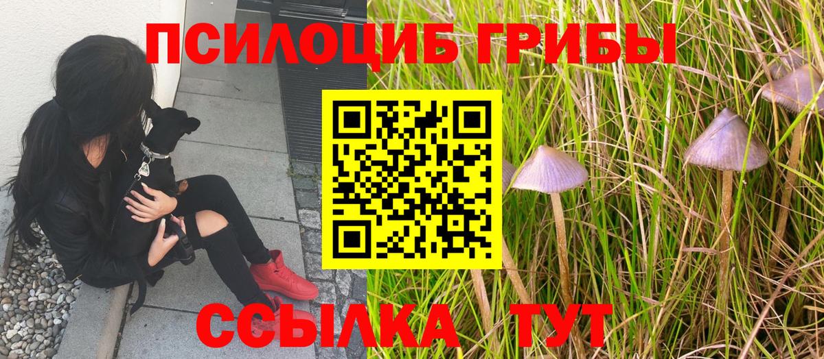 Псилоцибиновые грибы Cubensis  Псилоцибиновые грибы Psilocybe  где купить наркотик  Россошь  Вход с VPN 